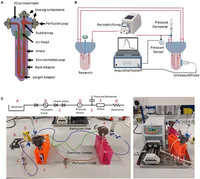 3D Printed Bioreactor Enabling the Pulsatile Culture of Native and Angioplastied Large Arteries